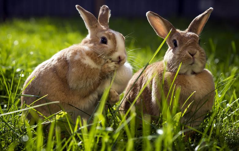 草丛中的两只可爱兔子摄影高清图片