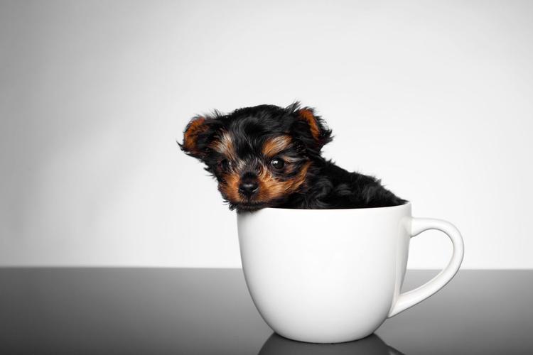 有健康的茶杯犬吗?有哪些健康问题