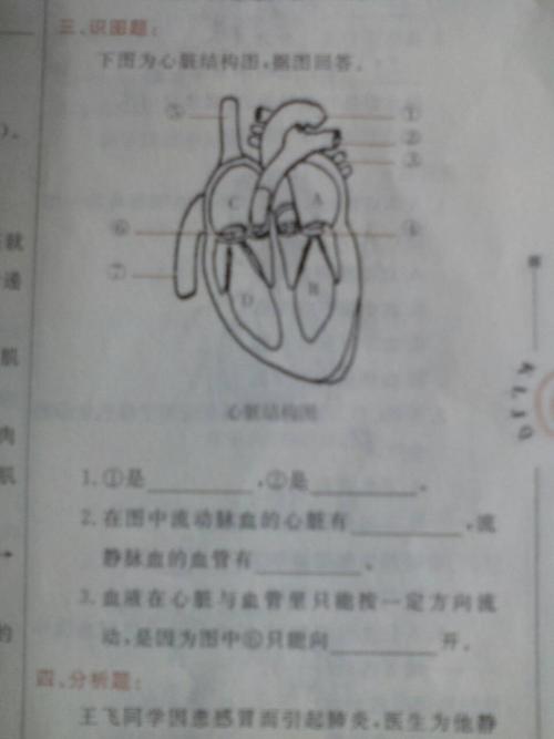 心脏结构图.