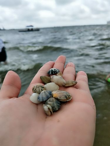 我和妈妈去海边,捡了许多的小贝壳,五颜六色的真可爱,我把贝壳带回家
