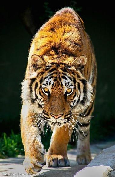 老虎是世界上最壮观和强大的猫科动物之一,以其独特的捕食技巧而闻名