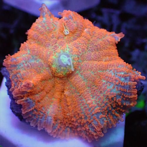 精品海水活体珊瑚香菇绿菇红菇蓝橙泡泡菇带石其它水族宠物