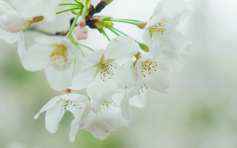 小清新白色樱花唯美摄影图片桌面壁纸