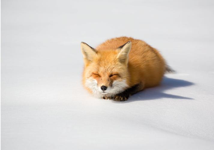 小狐狸 - 堆糖,美图壁纸兴趣社区
