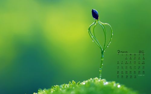 首页 桌面壁纸 日历壁纸 2017年3月清新绿色护眼小植物日历壁纸
