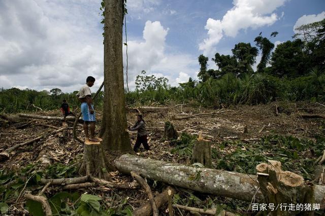 首先对亚马逊雨林威胁最大的因素就是人类的乱砍乱伐,过度开发.