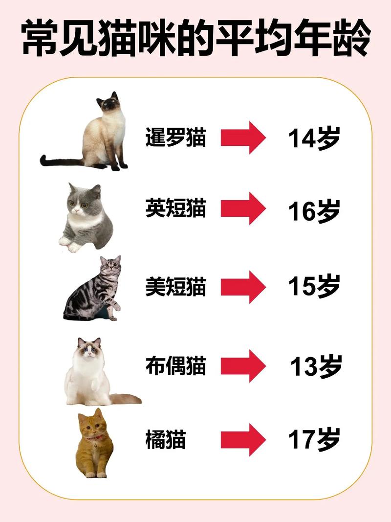 常见猫咪的平均年龄