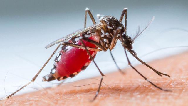 交配后才吸血?蚊子如何在短暂的一生,让我们对其深恶痛绝?