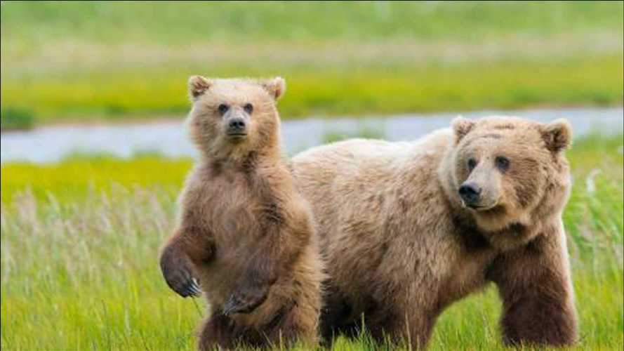 《毛熊养成记》两只吃羊奶长大的熊被一头小野猪吓上了树,萌化了.