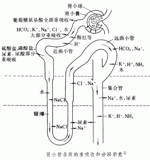 泌尿肾单位结构示意图
