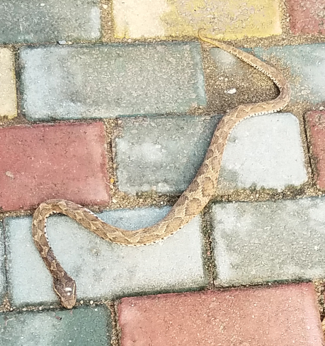 谁知道这是什么蛇?