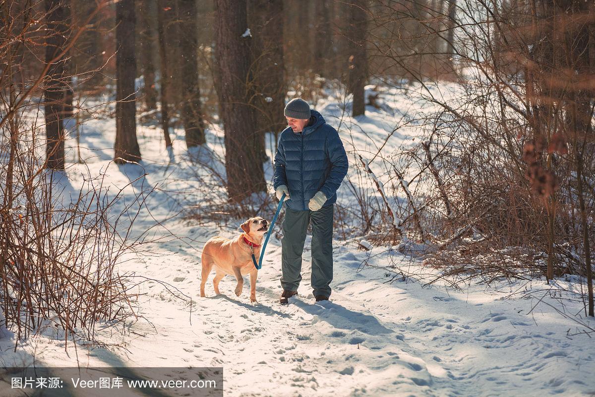 一个男人牵着一条狗在冬天的松林里散步