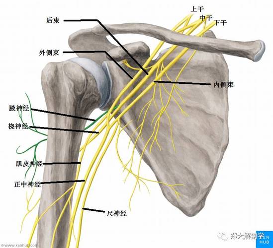 (3)解剖学综合分析a 如果c5被卡压,很容易发生c5神经分支的肩胛背神经