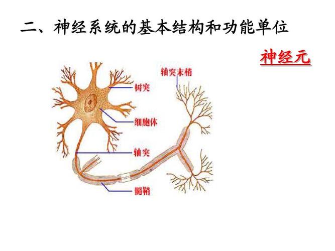 二,神经系统的基本结构和功能单位 神经元