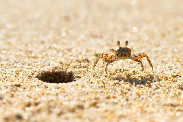 在海滩上的小海螃蟹