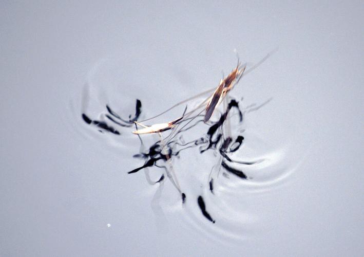 【有图】荷塘水面蚊—— 蚊子-蜂鸟网