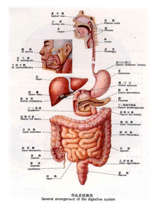 人体内脏分布图
