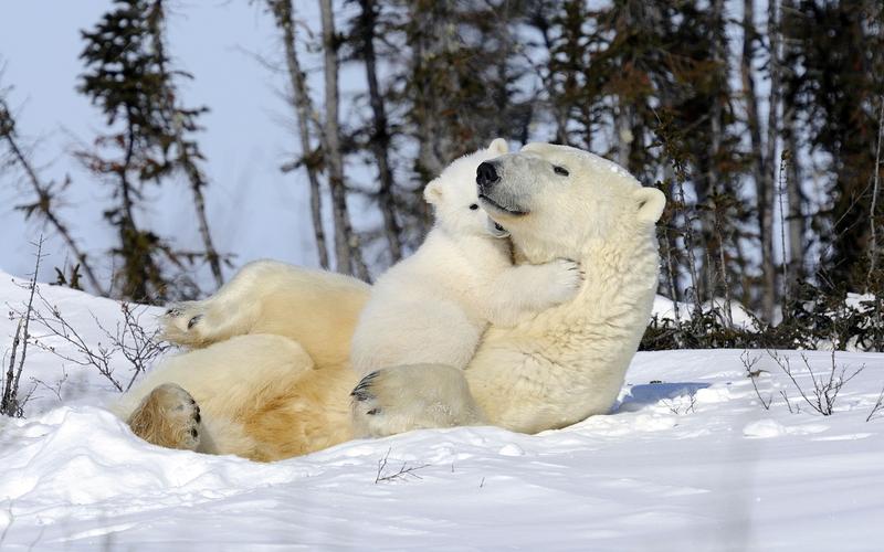 资讯中心 软件之家 壁纸主题 北极熊的拥抱,狮子用亲昵的摩擦,水獭的