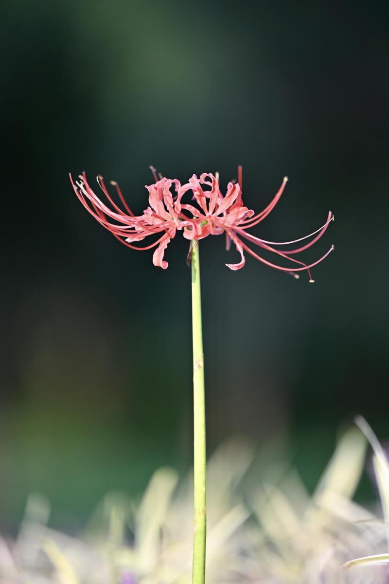 彼岸花,又称为"死亡之花",是一种生长在黄泉路上的花卉.