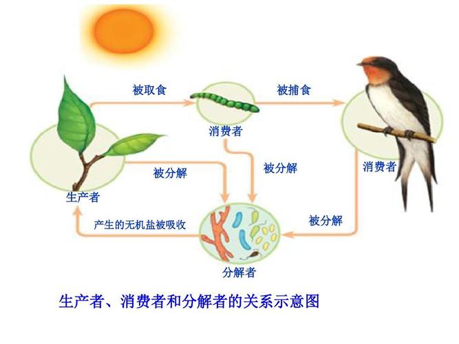 七年级《生物与环境组成生态系统》课件_新人教版ppt