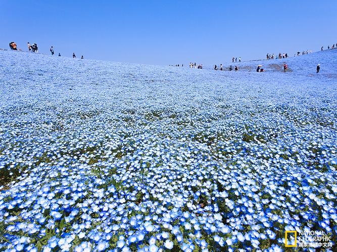 蓝色花海,日立滨海公园,日本