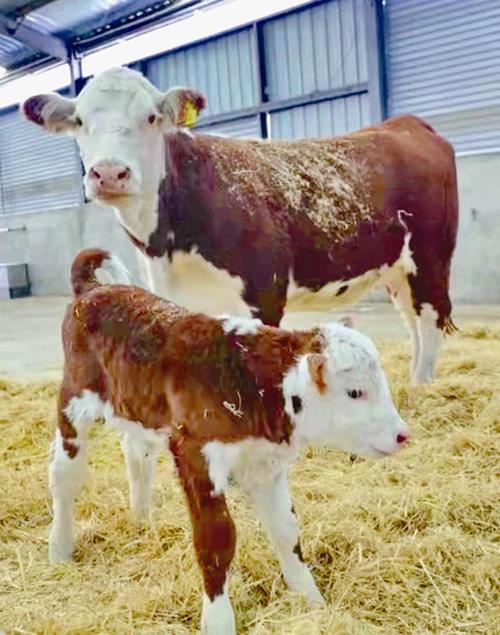 齐齐哈尔:首双畜牧公司进口乌拉圭海福特怀孕母牛诞下首头"小金牛"