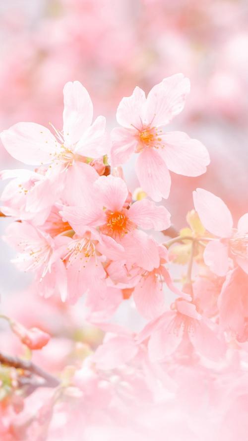 浪漫唯美的樱花,高清图片 - ipad壁纸