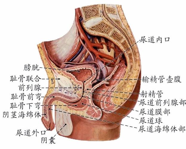 解剖歌诀(五)泌尿系统与生殖系统
