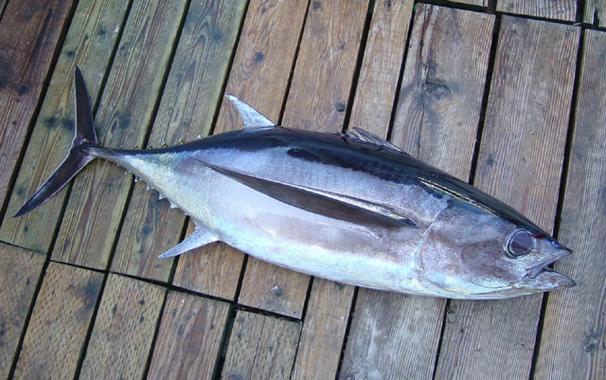  p>长鳍金枪鱼(学名:thunnus alalunga)外形呈鱼雷状,皮肤光滑, a