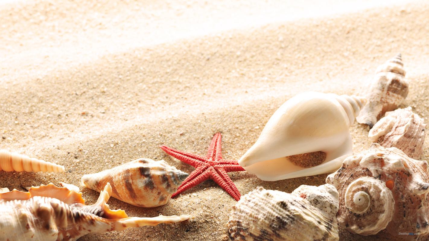 夏季小清新唯美意境沙滩贝壳高清特写桌面壁纸
