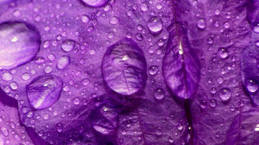 高清晰带水珠紫色花朵特写壁纸