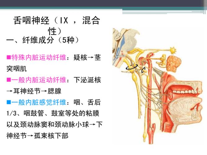 解剖学 周围神经 舌咽神经和迷走神经.pdf 19页