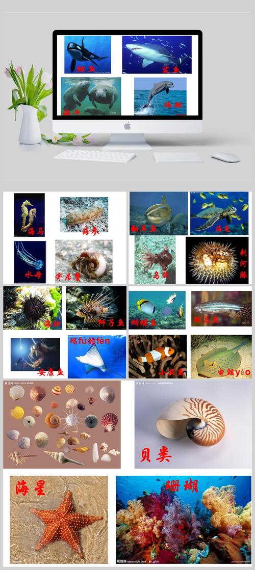海洋生物图片-幼儿园ppt模板