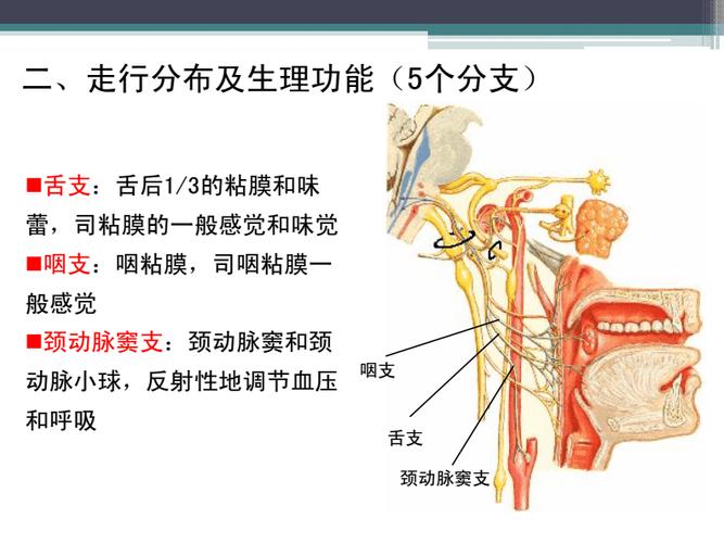 解剖学 周围神经 舌咽神经和迷走神经.pdf 19页