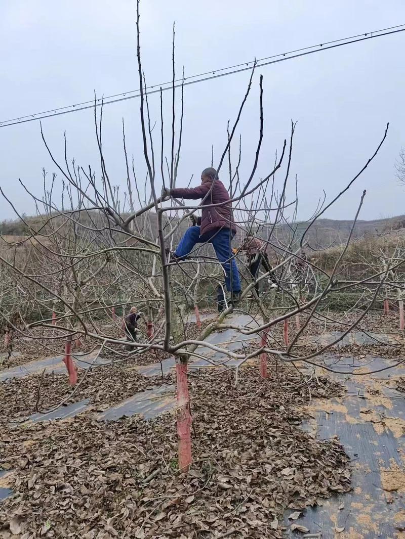 商洛市科技特派员指导农户修剪核桃树