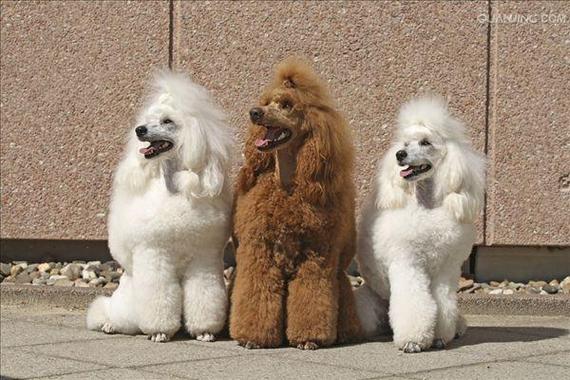  p>贵宾犬(poodle),也称"贵妇犬",又称"卷毛狗",在德语中,pudel是"
