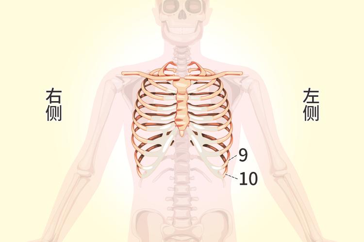 肋骨可分为12对且左右对称,其后端与胸椎相关节