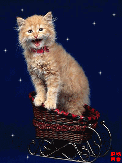 非常可爱的动态小猫 - 疆域网狼 - 疆域网狼的博客
