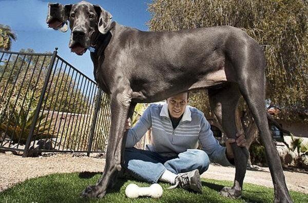 十大巨型犬排行世界大型名犬品种大全及图片