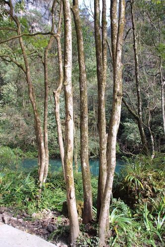 千年的有数十株有120多株树龄达百年以上的这里有"楠木王"之称的金丝