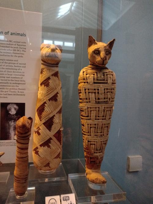 想起来大英博物馆的猫木乃伊,也做过ct,头是老猫咪,身体是个小猫咪