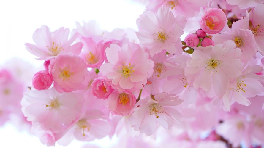 日本盛开的樱花高清桌面壁纸