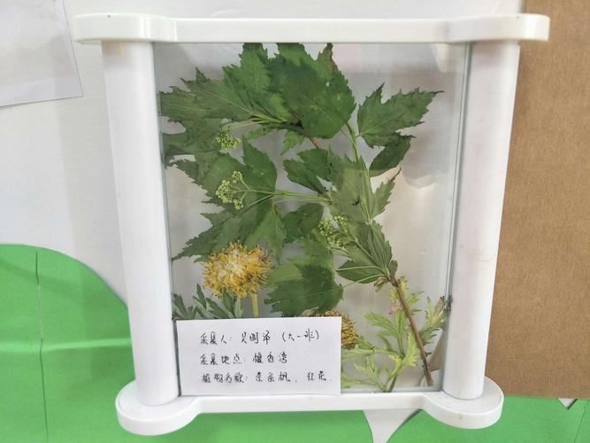 实验幼儿园春游之收获篇——植物标本制作