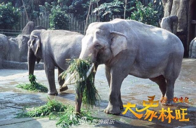 《大象林旺》发布历史版海报 百年林旺战象归来