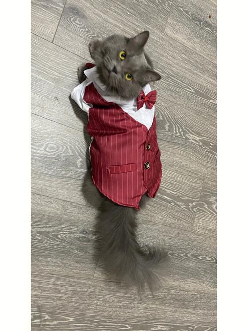 猫咪西服穿着帅气逼人哈哈