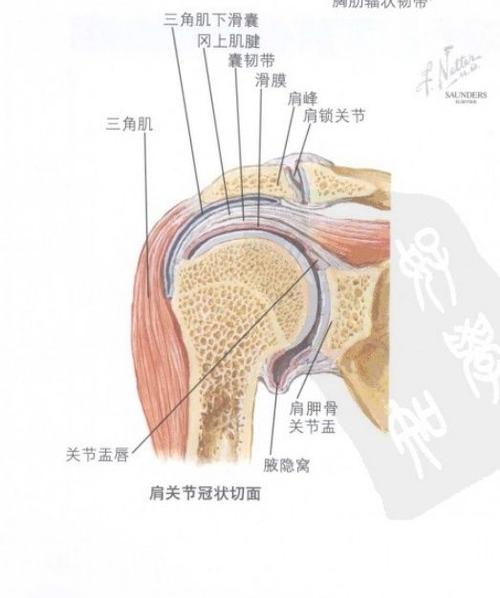 常见的肩膀痛———三角肌及滑囊损伤