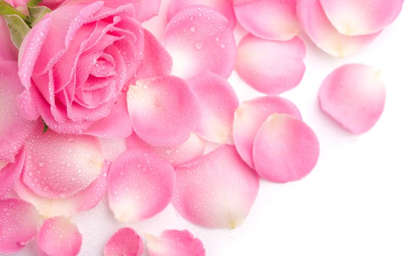 粉色玫瑰花图片壁纸下载,美桌网专注于电脑,手机桌面壁纸,免费提供最