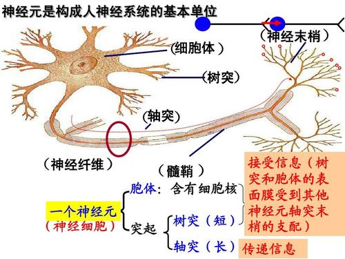神经系统的结构与功能(一轮复习)第一课时2014-2-21emma答案ppt