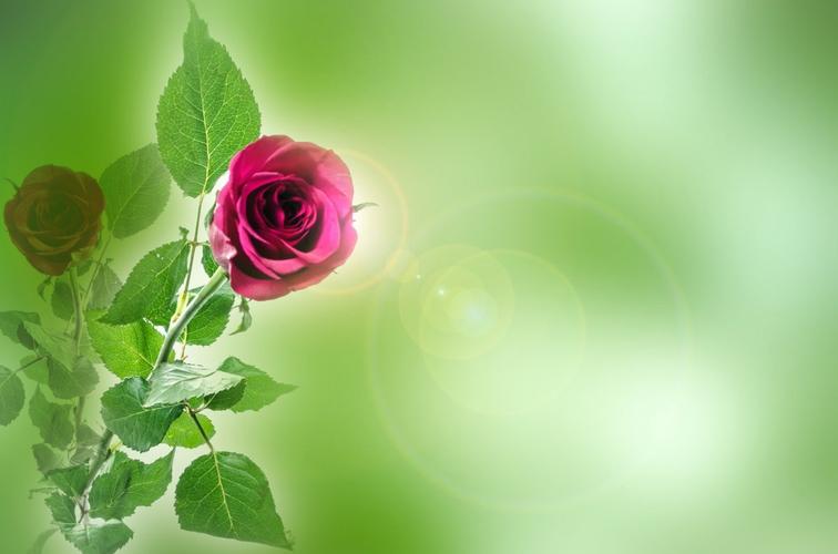绿色背景前的玫瑰花图片