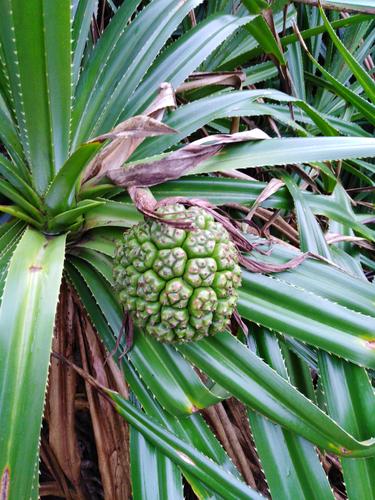 在海滩边有一种植物类似菠萝,导游告诉我们那是野菠萝`,不能吃的.